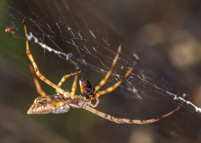 Aranha em Casa: O Que Isso Pode Significar e Como Lidar com a Presença Delas