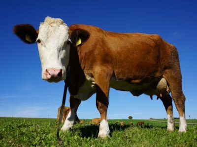 Sonhar com vaca morta